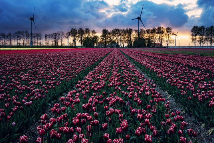 Tulpenfelder bei Amsterdam, Holland